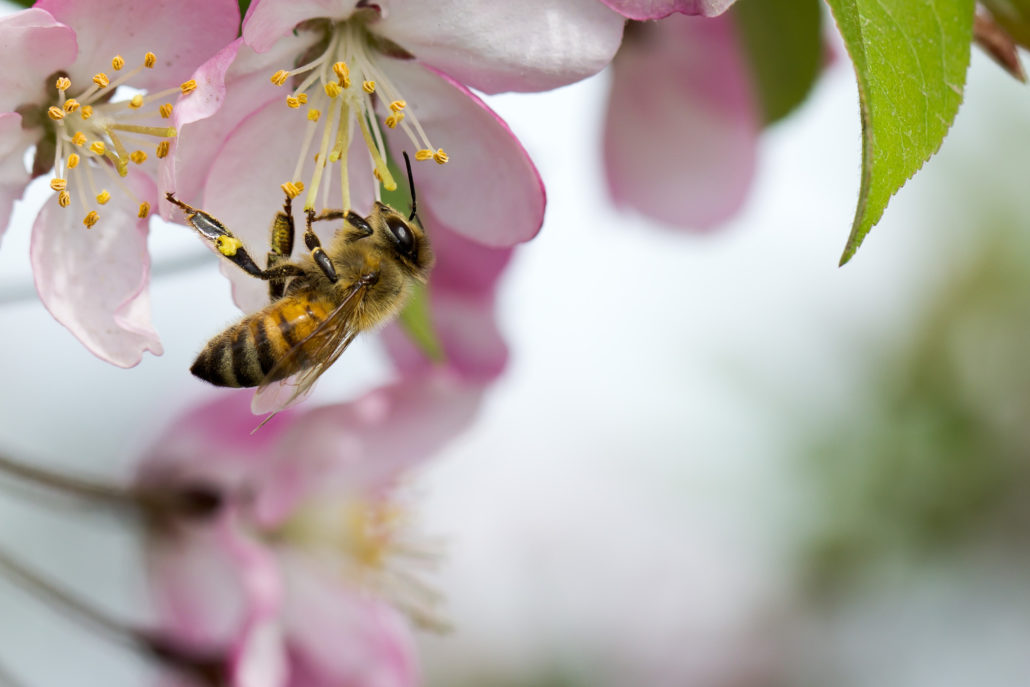 5 Ways You Can Save the Bees this Spring