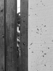 Dog peeking through wooden fence gap
