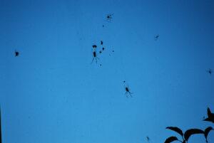 Spiders on web against blue sky background.