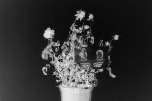 Negative image of plant with photo.