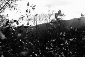Monochrome mountain view with foreground foliage.